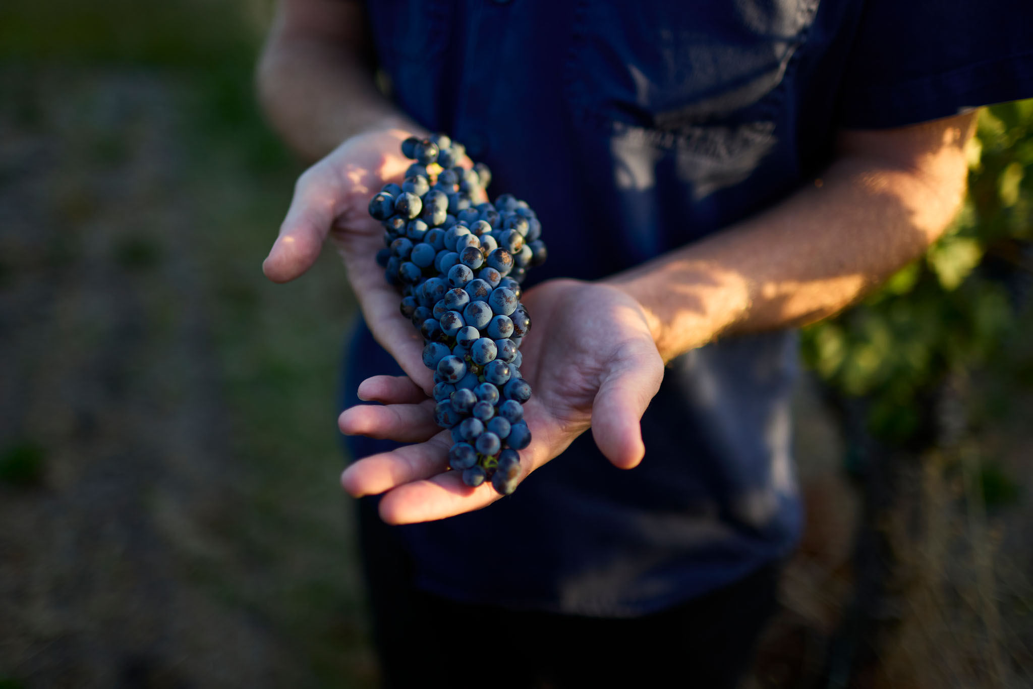 A man at the vineyard holding a bundle of grapes 